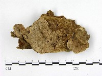 藏品(多年臥孔菌屬)的圖片