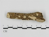 藏品(刺皮菌屬)的圖片