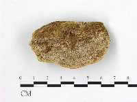 藏品(多年臥孔菌屬)的圖片