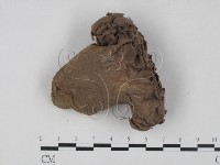 藏品(紫色禿馬勃)的圖片