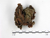 藏品(木耳屬)的圖片