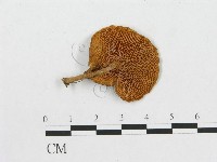 藏品(多孔菌屬)的圖片