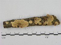 藏品(銳孔菌屬)的圖片