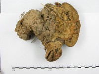 藏品(靈芝屬)的圖片