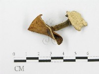 藏品(多孔菌屬)的圖片