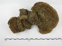 藏品(靈芝屬)的圖片