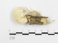 藏品(波邊革菌屬)的圖片