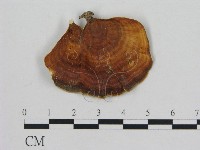 藏品(相鄰小孔菌)的圖片