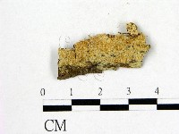 藏品(射脈菌屬)的圖片