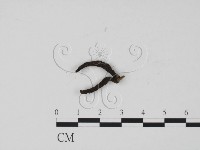 藏品(炭角菌屬)的圖片