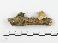 藏品(多孔菌屬)的圖片