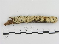 藏品(絲齒菌屬)的圖片