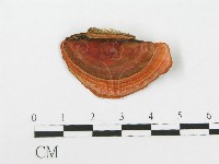 藏品(血紅密孔菌)的圖片