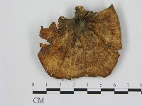 藏品(小孔菌屬)的圖片