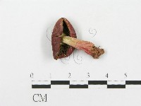 藏品(紅菇屬)的圖片