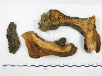 藏品(葉孔菌屬)的圖片