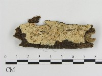 藏品(容氏菌屬)的圖片