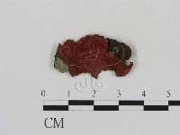 藏品(刺革菌屬)的圖片