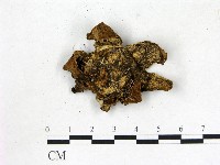 藏品(地星屬)的圖片