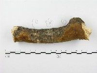 藏品(木層孔菌屬)的圖片