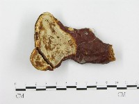 藏品(靈芝屬)的圖片