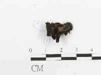 藏品(木耳屬)的圖片