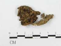 藏品(杯傘屬)的圖片