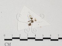 藏品()的圖片