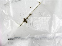 藏品()的圖片