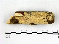 藏品(膠孔菌屬)的圖片