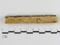 藏品(絲齒菌屬)的圖片