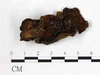 藏品(皺木耳)的圖片