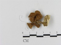 藏品()的圖片
