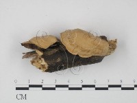 藏品(韌革菌屬)的圖片