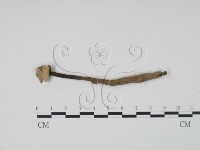 藏品(炭角菌屬)的圖片