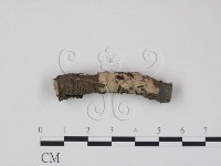 藏品(筍殼菌屬)的圖片