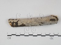 藏品(筍殼菌屬)的圖片
