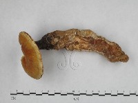 藏品(靈芝屬)的圖片