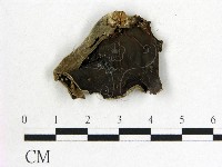 藏品(毛木耳)的圖片