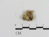 藏品(耙菌屬)的圖片