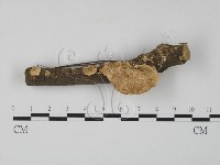 藏品(栓菌屬)的圖片