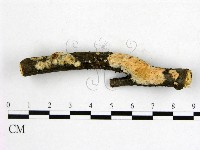 藏品(射脈菌屬)的圖片