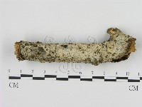 藏品(剛毛絲皮菌)的圖片