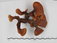 藏品(重傘靈芝)的圖片