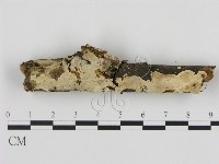 藏品(刺皮菌屬)的圖片