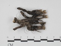 藏品(炭角菌屬)的圖片