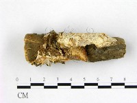 藏品(多年臥孔菌屬)的圖片