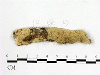 藏品(顯絲菌屬)的圖片