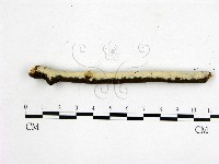 藏品(顯絲菌屬)的圖片