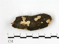 藏品(多年臥孔菌屬)的圖片